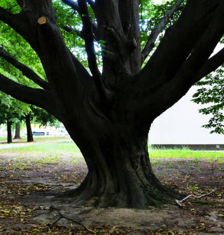 Old Tree — Port Richey, FL — Green Thumb Unlimited