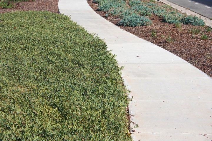 Green ground cover along a curved sidewalk, with mulch and low plants in the background.
