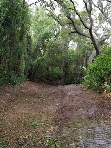 Tree Service and Stump Removal in Sanford, FL