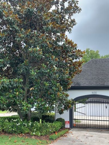 Tree Service and Stump Removal in Sanford, FL