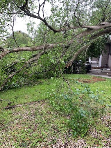 Tree Service and Stump Removal in Sanford, FL