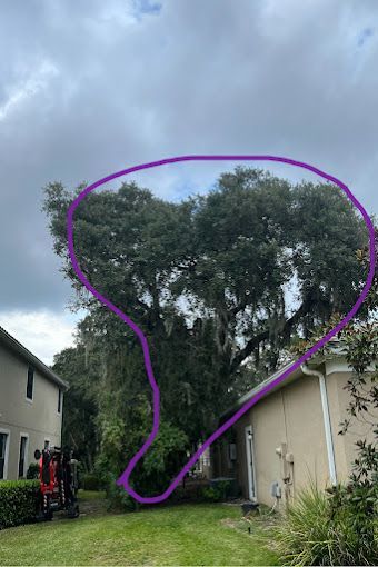 Tree Service and Stump Removal in Sanford, FL