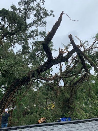 Tree Service and Stump Removal in Sanford, FL