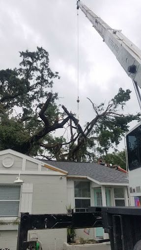 Tree Service and Stump Removal in Sanford, FL