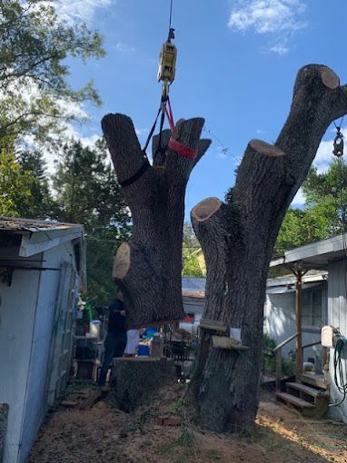 Tree Service and Stump Removal in Sanford, FL