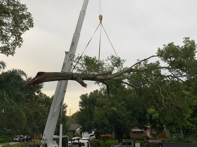 A large tree branch is being lifted by a crane.