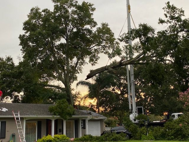 Tree Service and Stump Removal in Sanford, FL