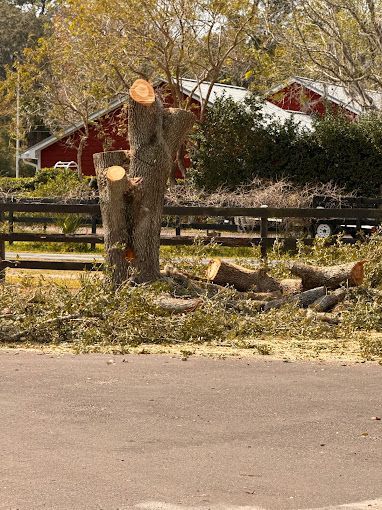 Tree Service and Stump Removal in Sanford, FL