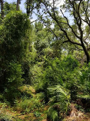 Tree Service and Stump Removal in Sanford, FL