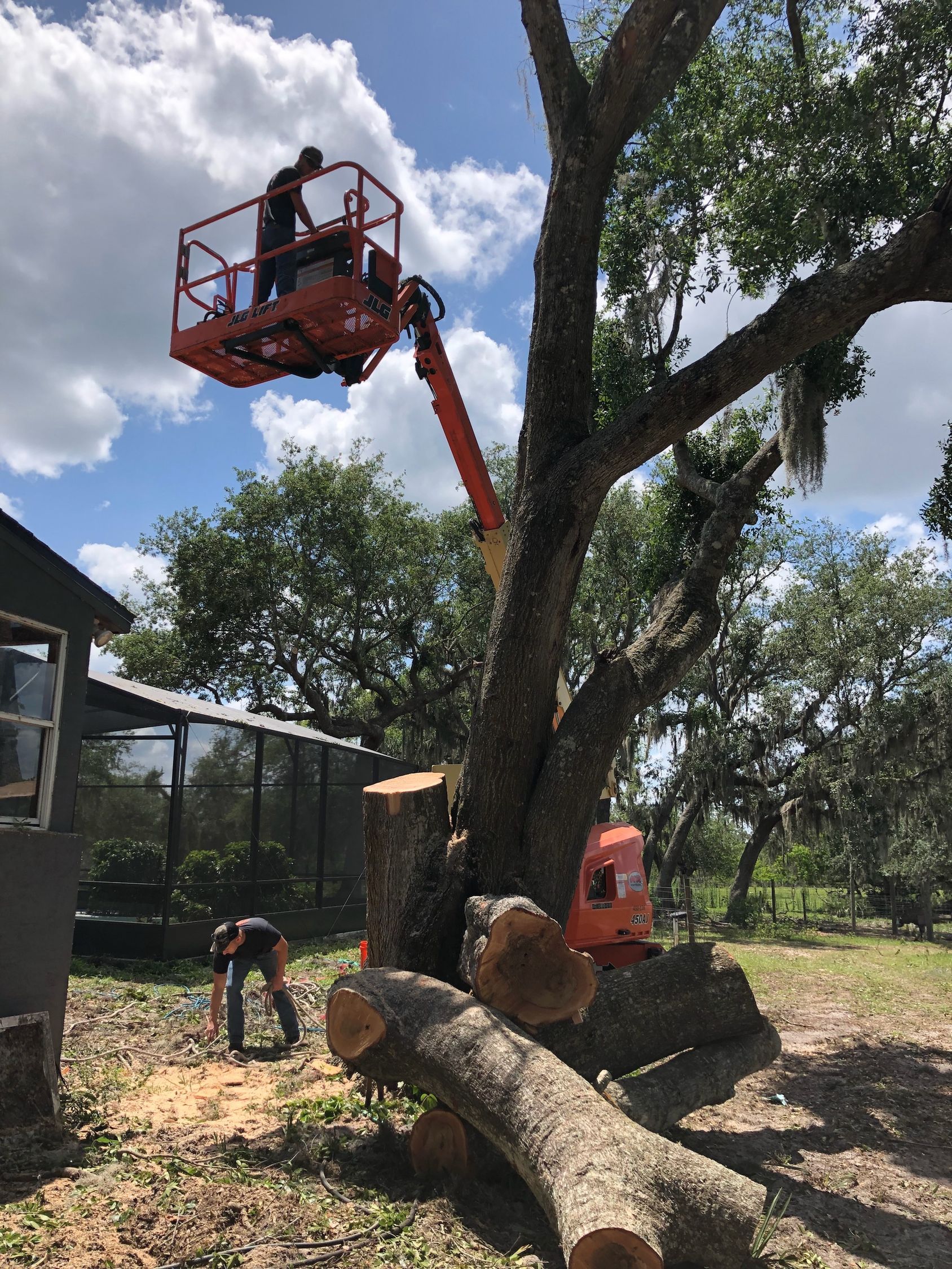 Man or lift topping off oak tree
