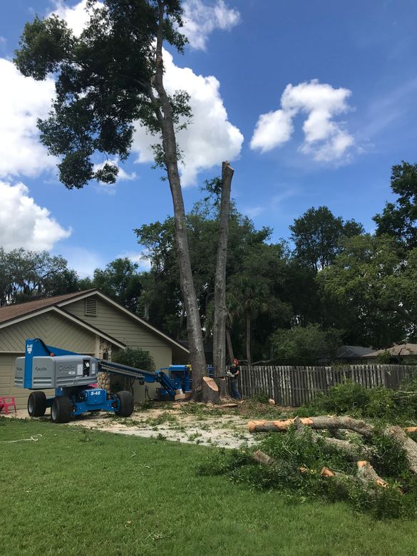 Tree Service in Sanford, FL