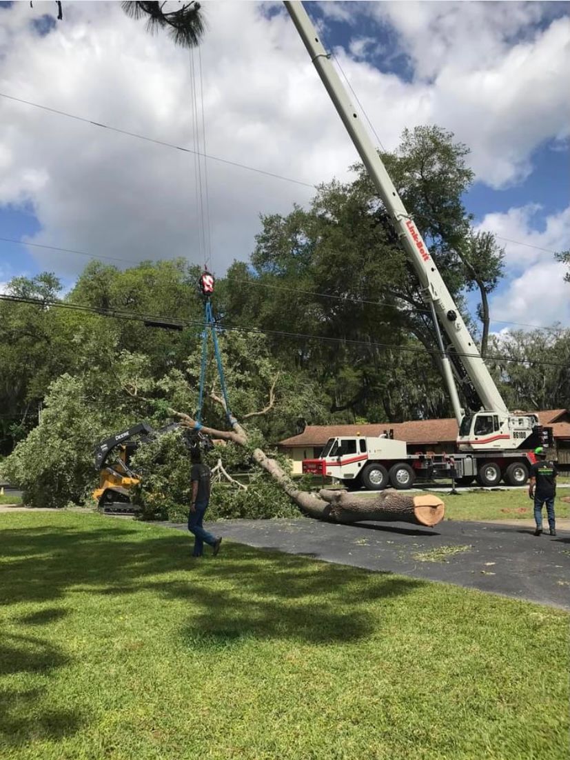 A crane is cutting down a tree in a yard.
