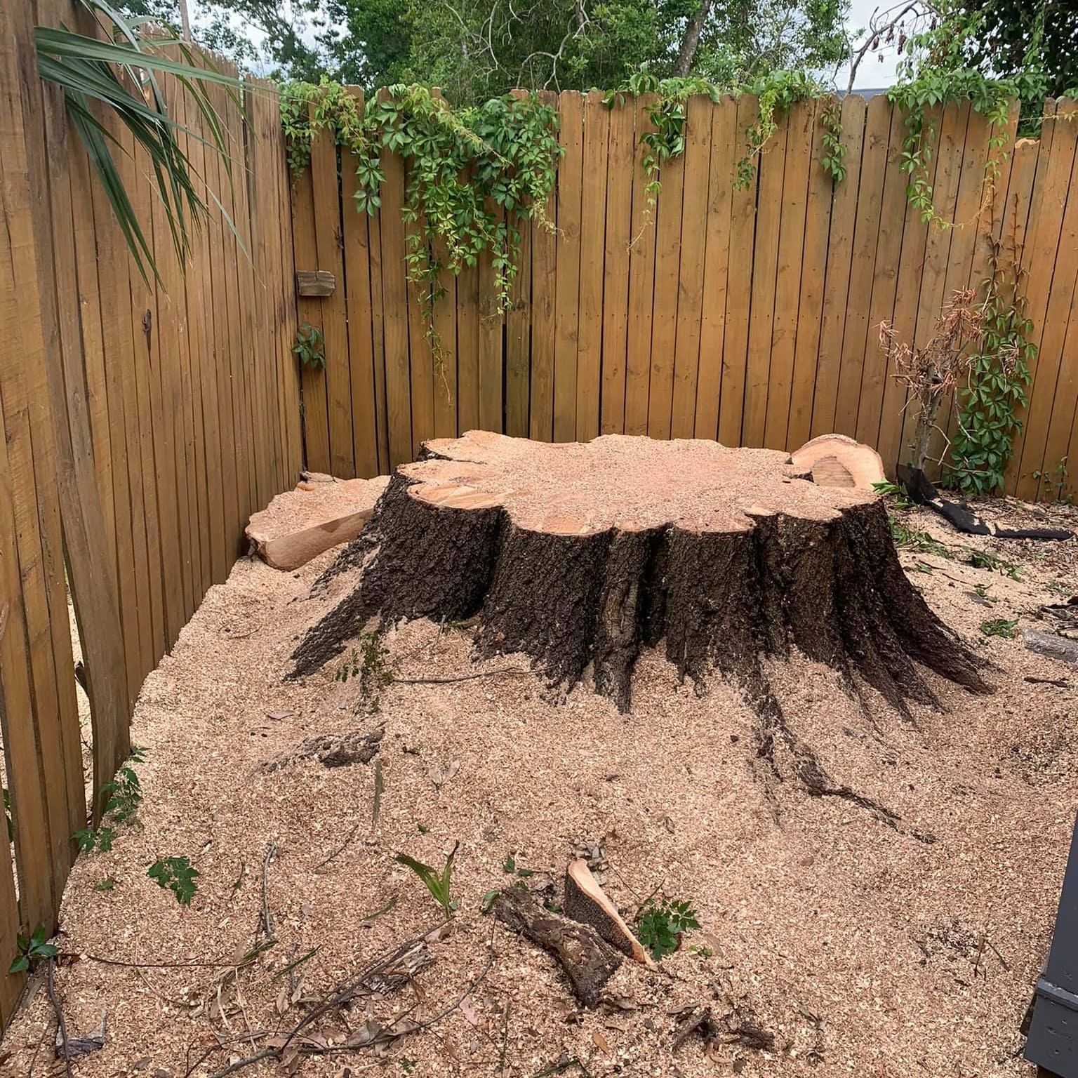 A large tree stump is sitting on top of a pile of wood chips in front of a wooden fence.