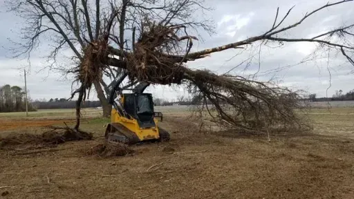Yellow skid steer removing a fallen tree in a field, under cloudy skies.