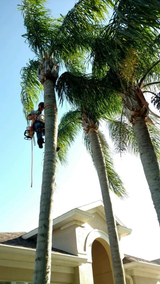 man in palm tree