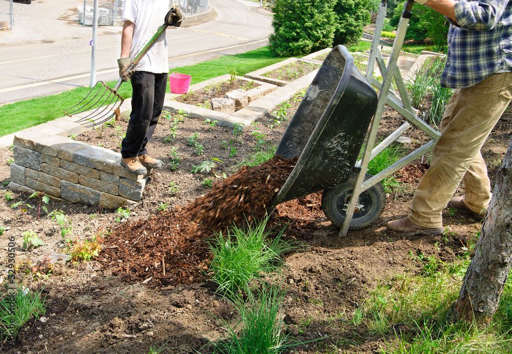 A man is pushing a wheelbarrow full of mulch in a garden.