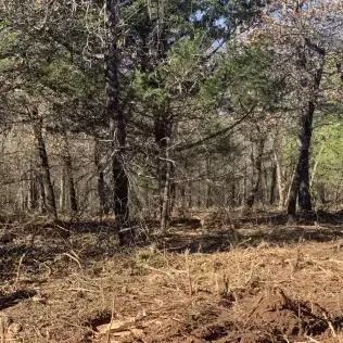 Forest scene: bare brown ground, brown and green trees, sunny day.