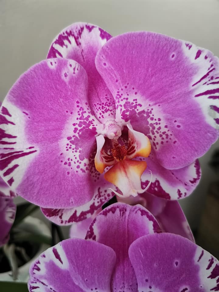 Un'orchidea