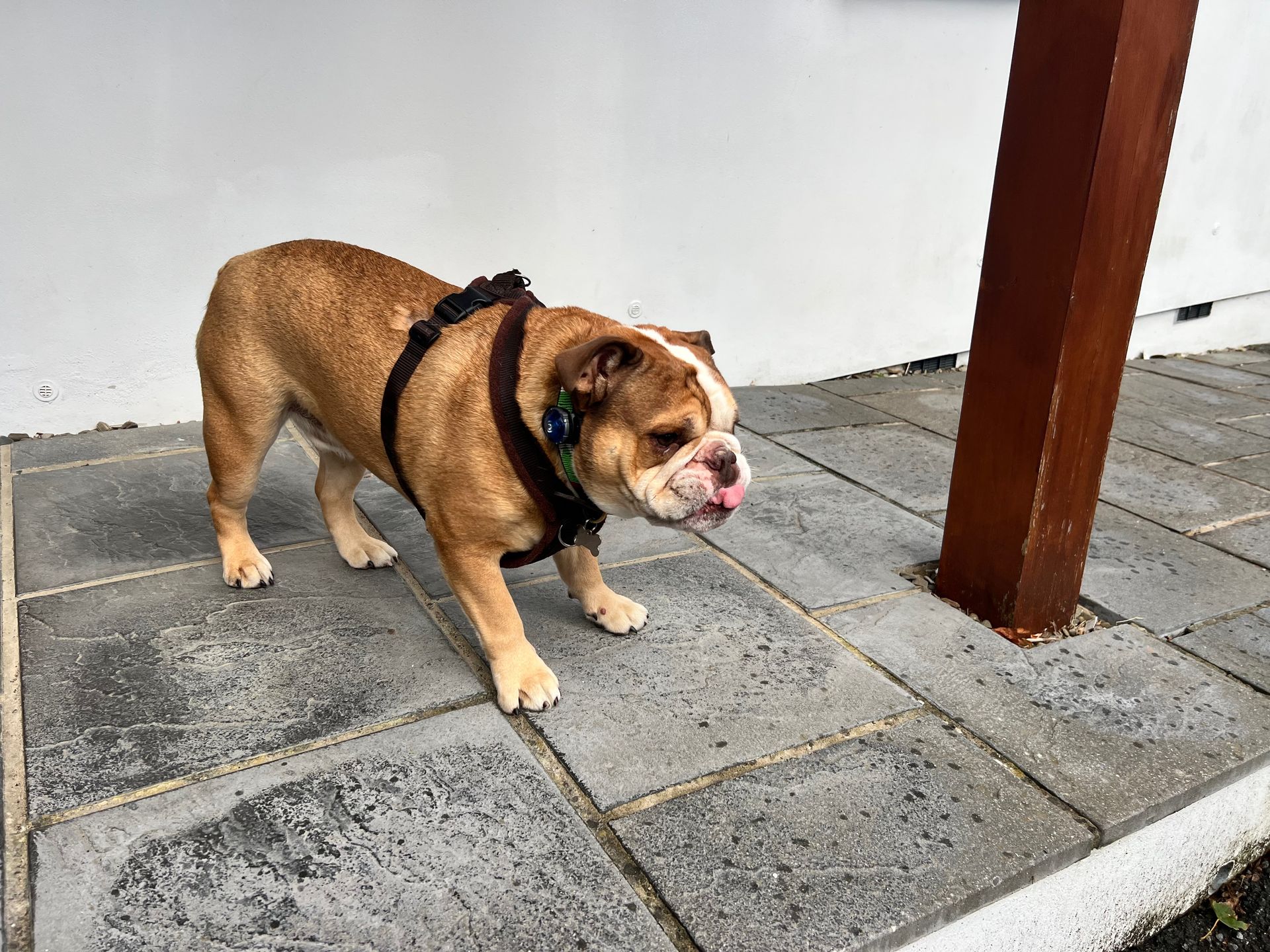 Brown and white bulldog wearing a harness, standing on stone pavers, sticking tongue out. Near a brown post and white wall.