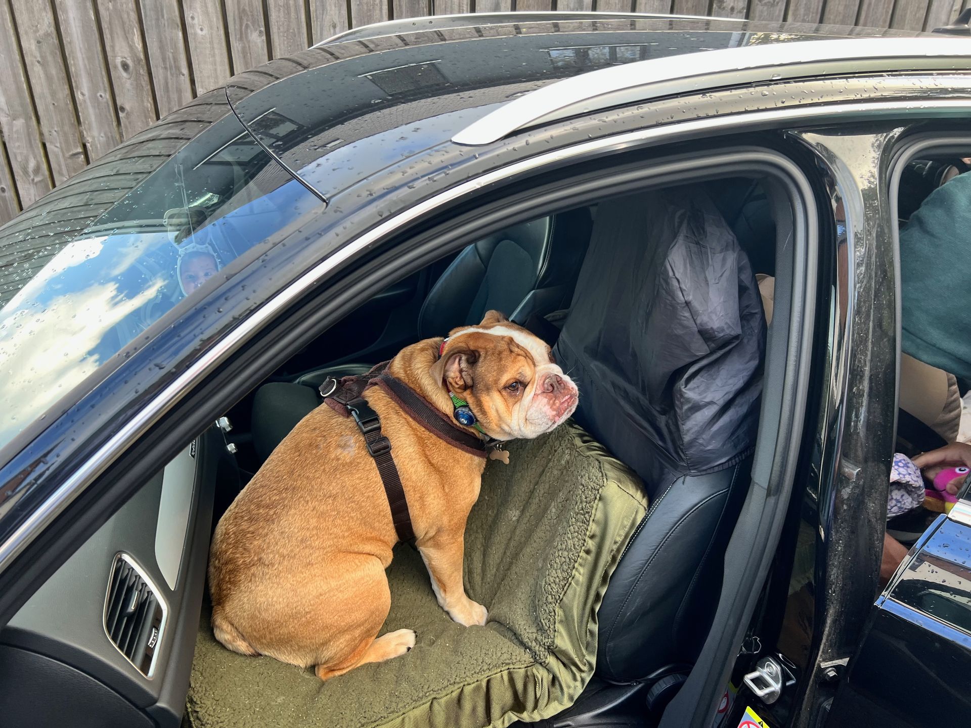 English bulldog sits in a car, wearing a harness. The car door is open.