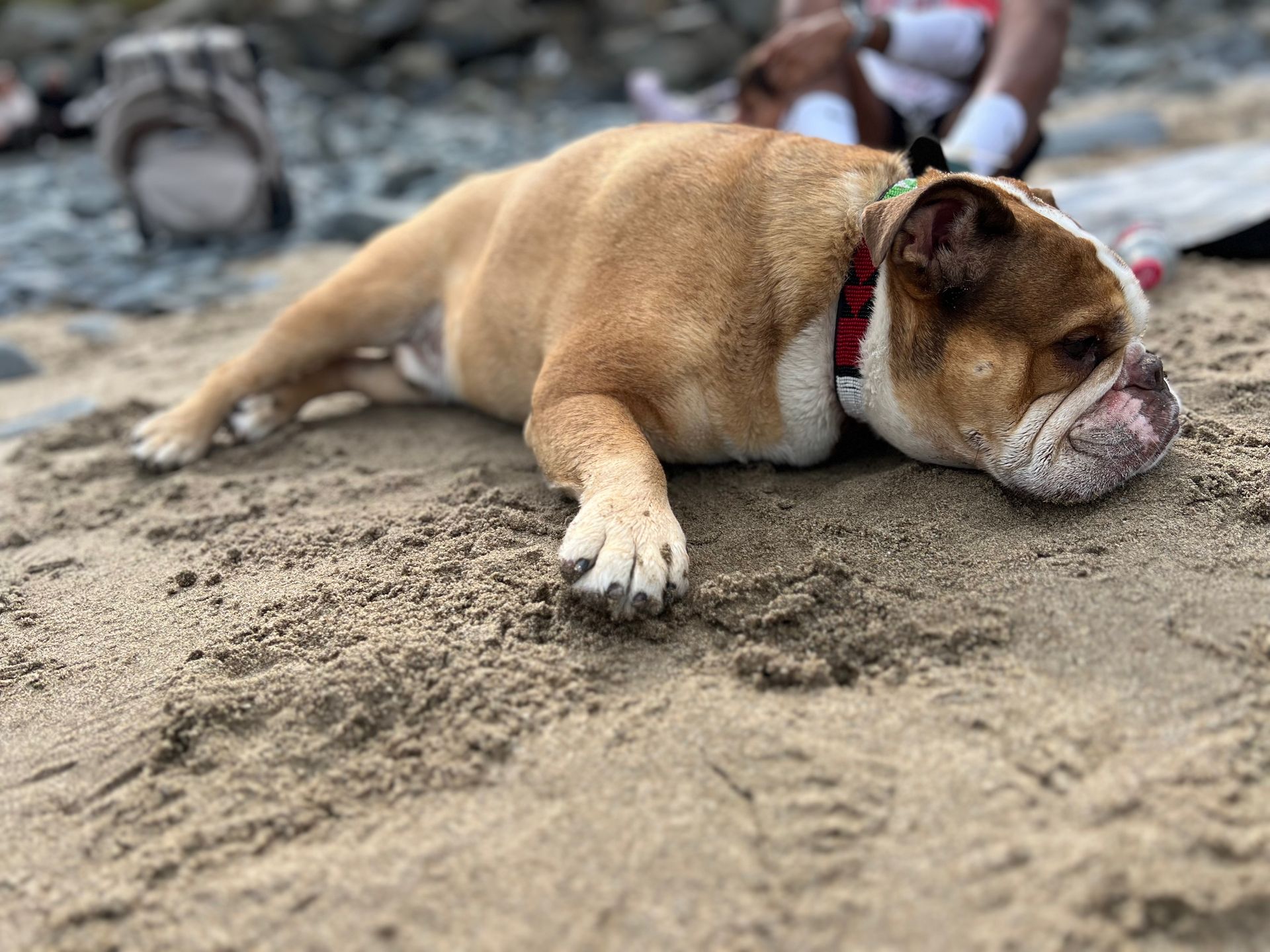 English bulldog resting on sand, brown and white fur, red collar.