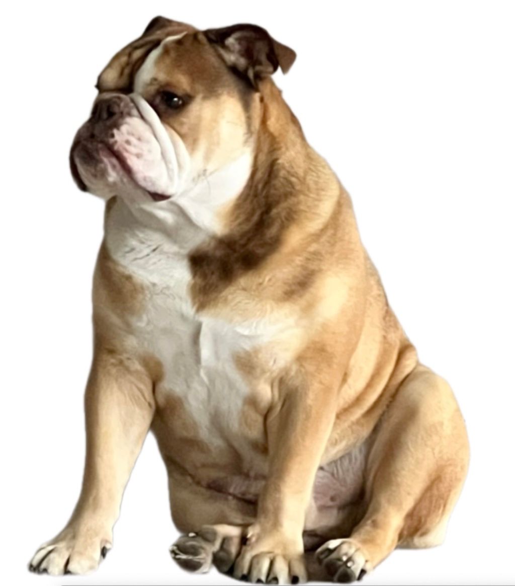 English Bulldog with brown and white fur, sitting down.