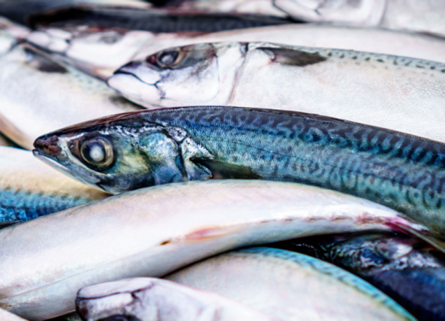 HighDream Generation 4 Plus
Fisch und Meeresfrüchte