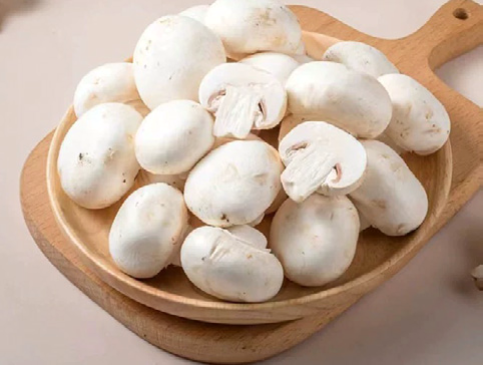 HighDream Generation 4 Plus
Mushroom, Pilze