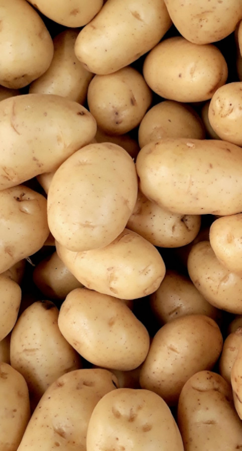 HighDream Generation 4 Plus
Potato, Kartoffeln