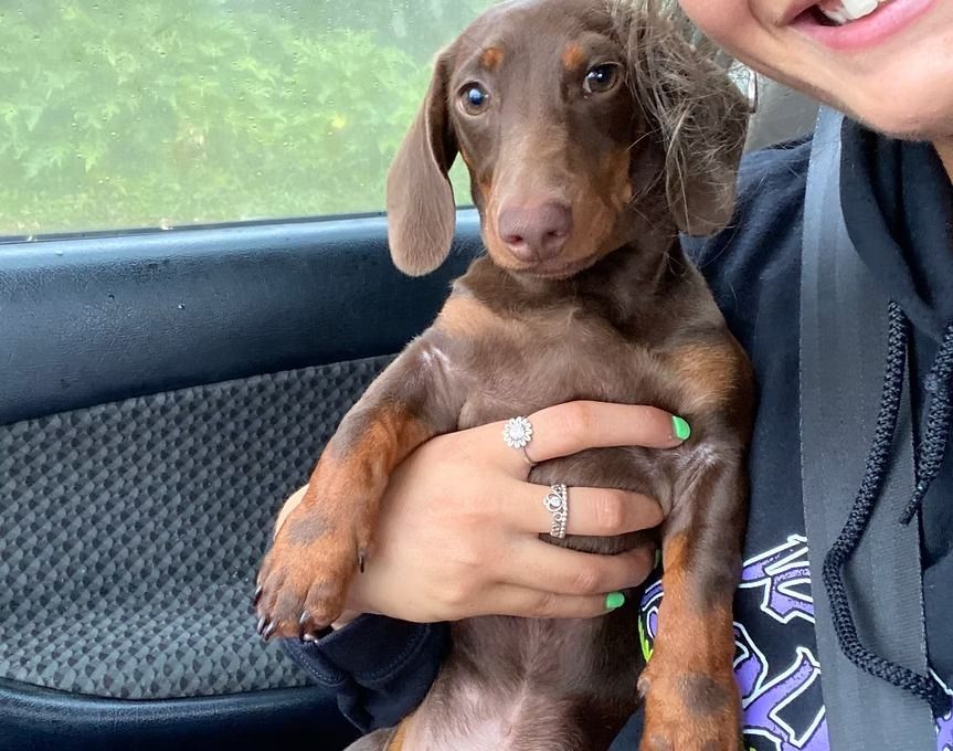Brown Dachshund Puppy Held in Arms Inside Car — Cinda’s Pet Services in Barnsley, NSW