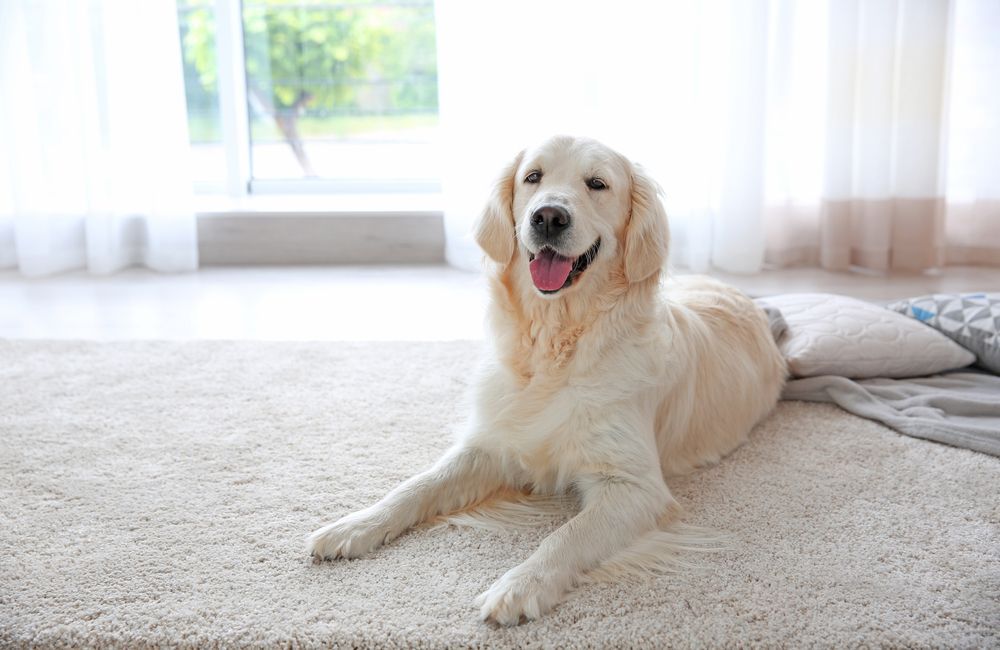 Golden retriever dog lying on a cream-colored rug indoors, smiling with its tongue out — Cinda’s Pet Services in New Lambton, NSW