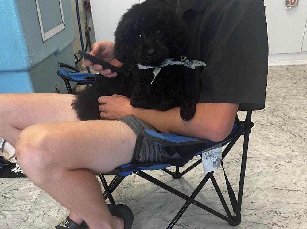 Person in a Black Shirt Holding a Black Dog on a Folding Chair — Cinda’s Pet Services in New Lambton, NSW