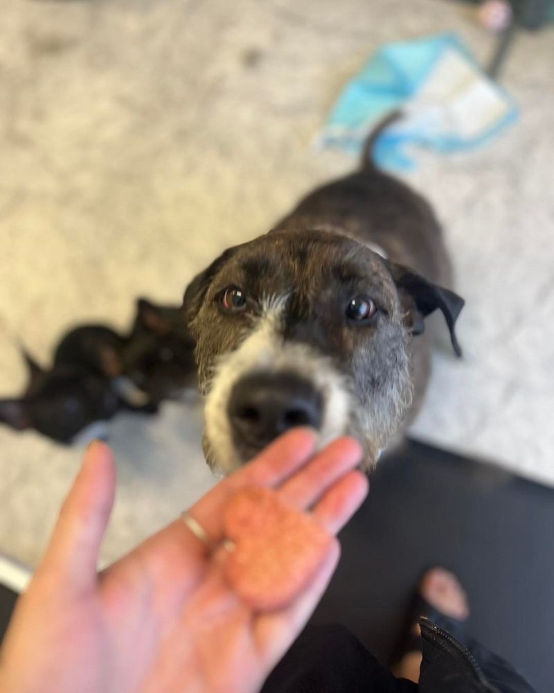 Pug Wearing Colourful Collar in Pet Store Surrounded by Toys and Leashes — Cinda’s Pet Services in Barnsley, NSW