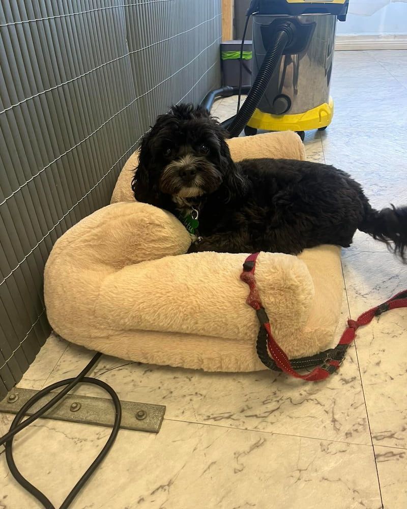 Black Dog Resting in a Beige Dog Bed; Red Leash Visible; Vacuum Cleaner — Cinda’s Pet Services in Cardiff, NSW