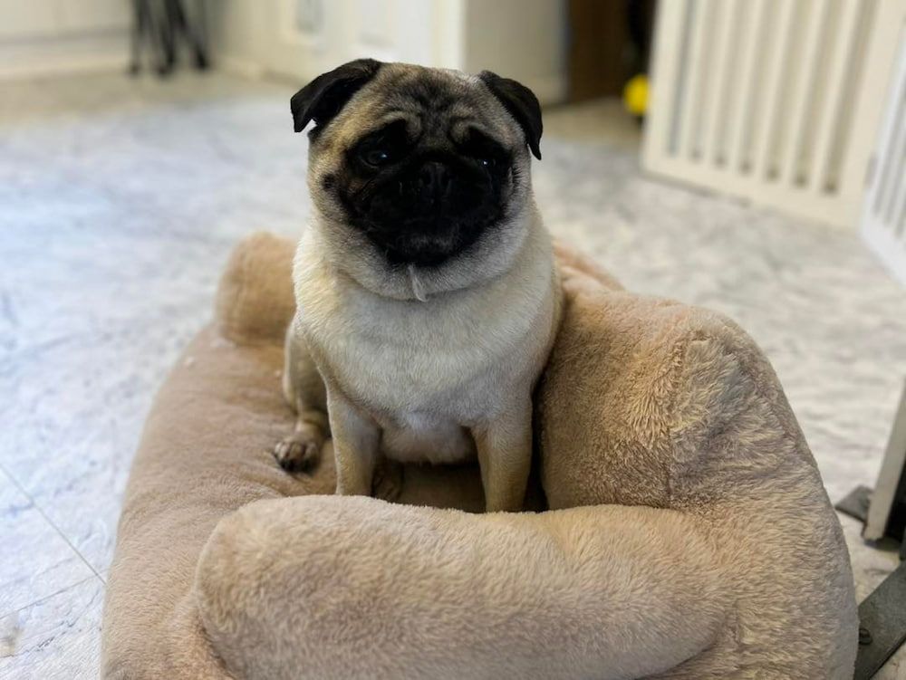 Pug sitting on a beige plush bed, looking forward — Cinda’s Pet Services in Merewether, NSW