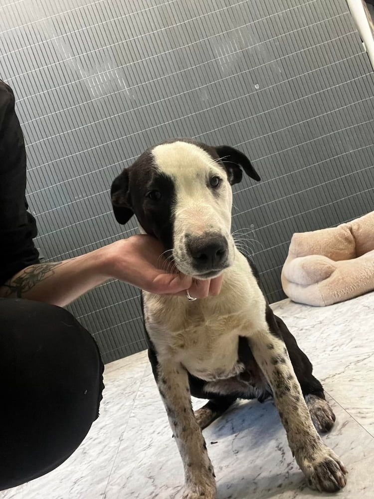 Black and White Dog Being Petted — Cinda’s Pet Services in Merewether, NSW