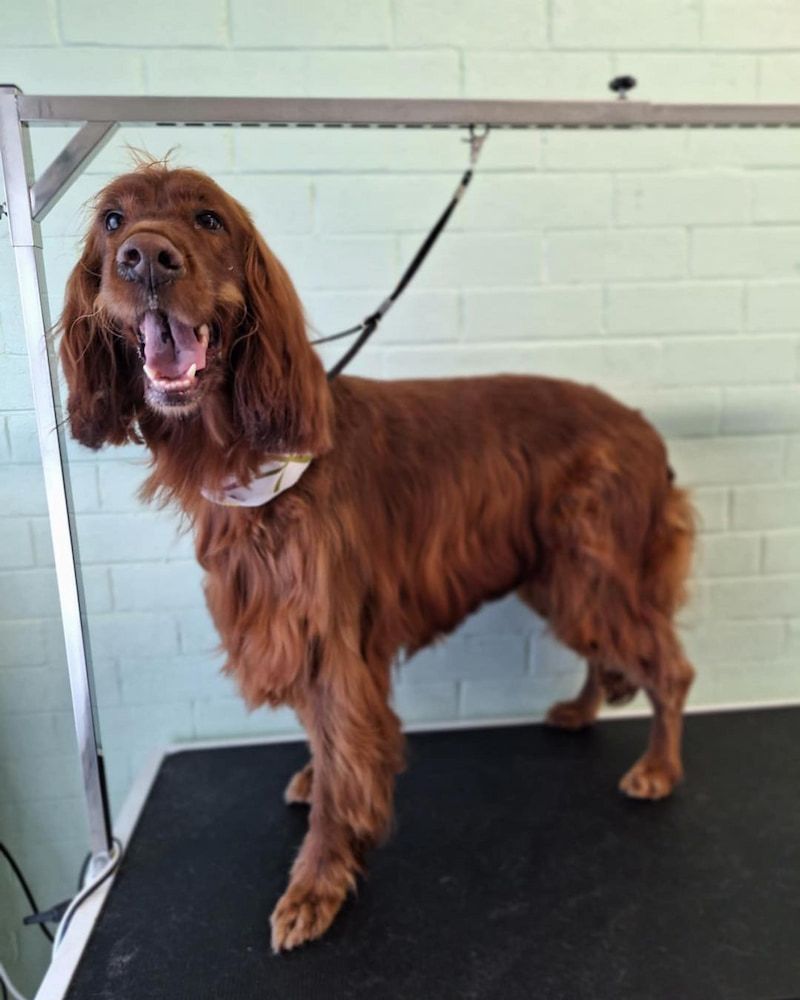 Red Irish Setter Dog Standing on Grooming Table, Panting — Cinda’s Pet Services in New Lambton, NSW