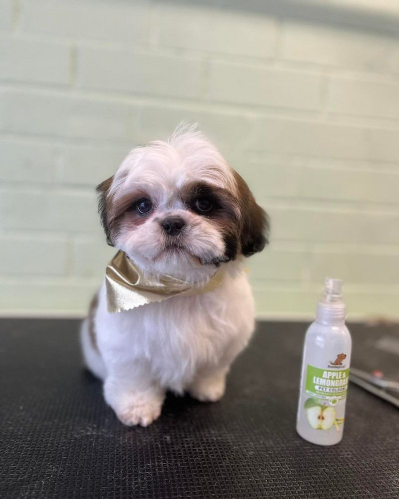 Shih Tzu Puppy With Brown and White Fur, Wearing a Gold Bow — Cinda’s Pet Services in Merewether, NSW