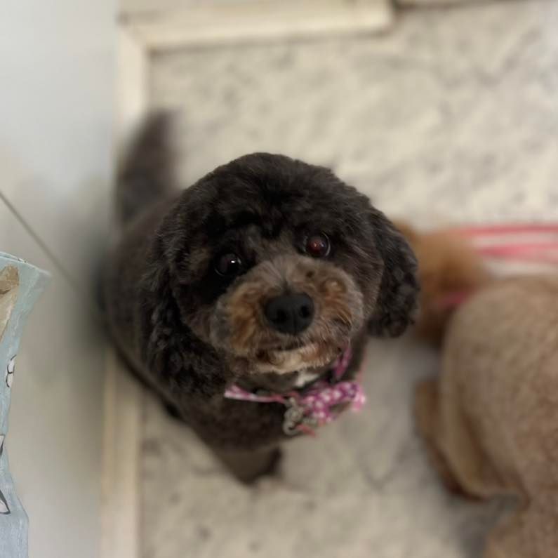 Black Poodle with Pink Bow Looking Up Hopeful — Cinda’s Pet Services in Barnsley, NSW