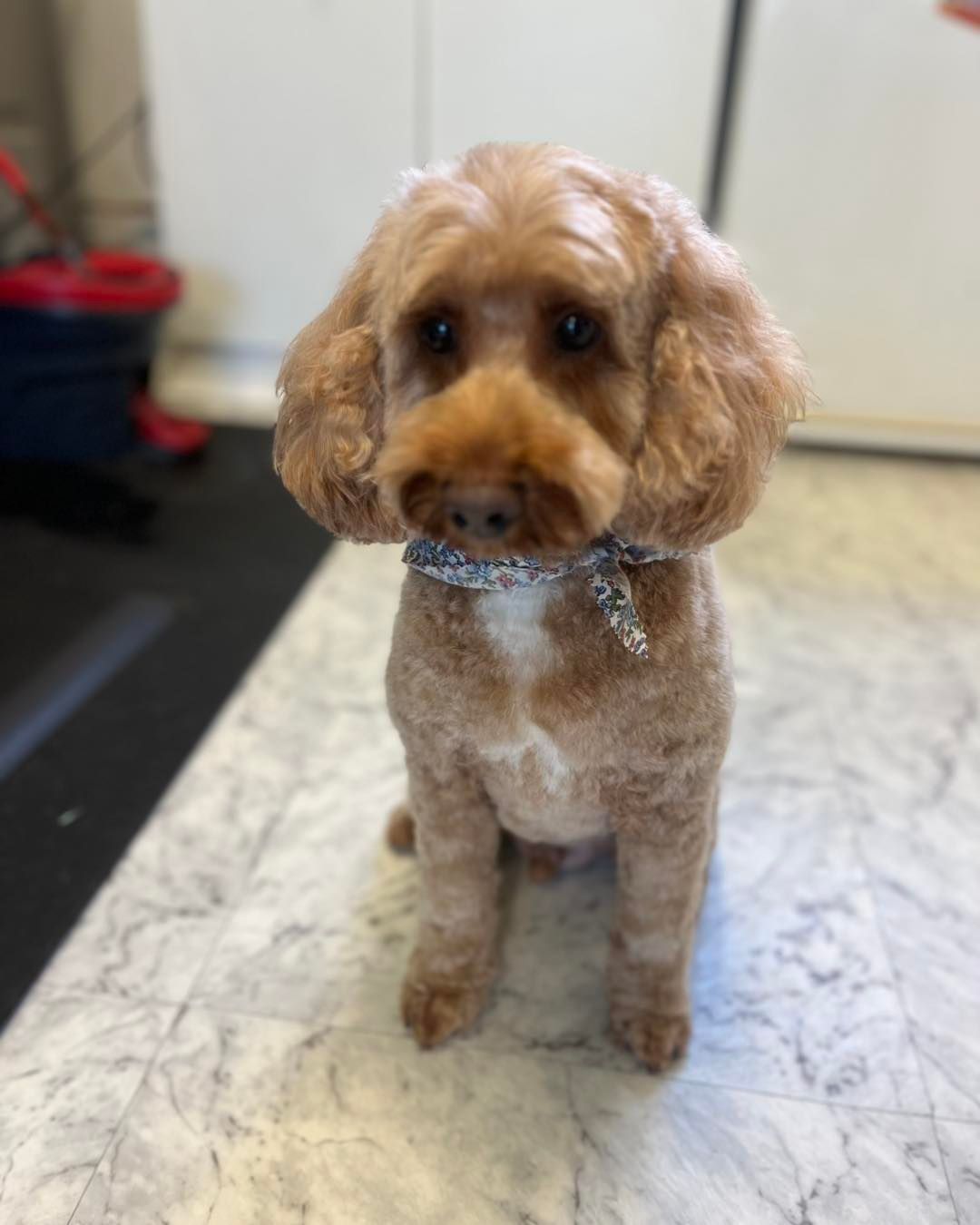 Brown Poodle with Short Haircut Wearing Decorative Collar on Marbled Surface — Cinda’s Pet Services in Barnsley, NSW