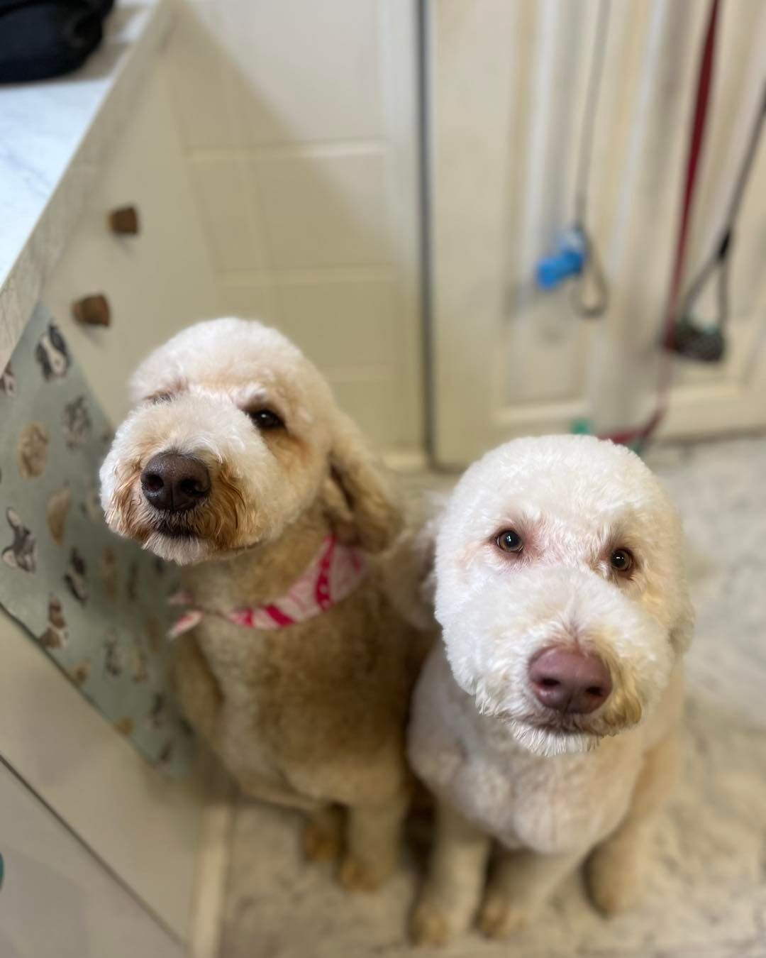 Two Small Fluffy Dogs with Short Haircuts Sitting Side-by-Side — Cinda’s Pet Services in Barnsley, NSW
