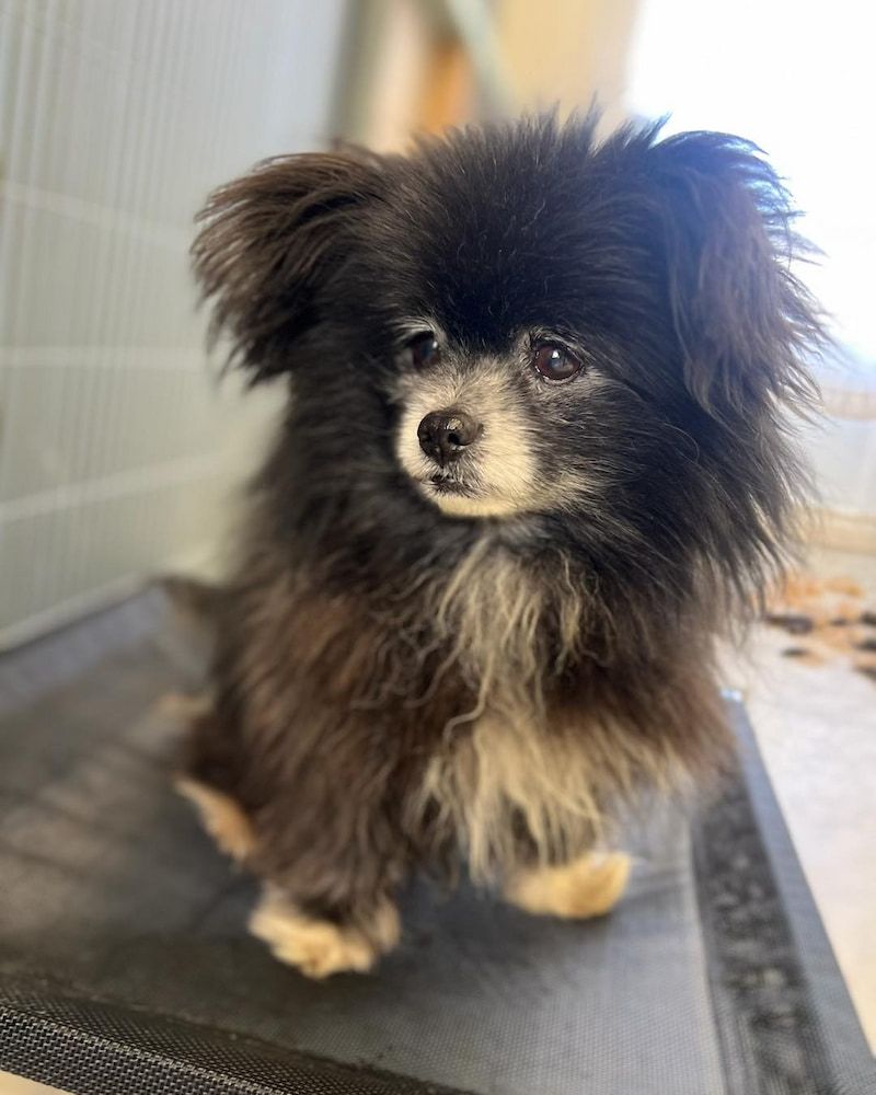 Black and Tan Fluffy Dog With Attentive Expression Sitting on a Gray Surface — Cinda’s Pet Services in New Lambton, NSW