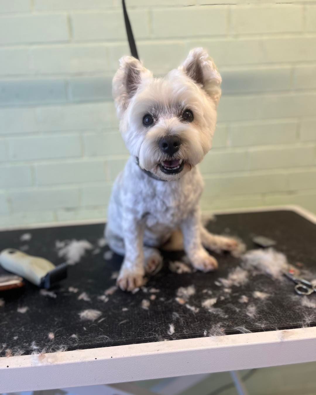 White Fluffy Dog with Fresh Trim on Grooming Table — Cinda’s Pet Services in Barnsley, NSW