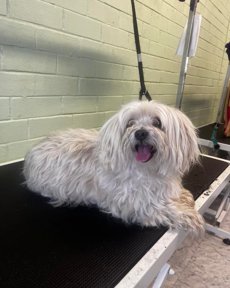 White Fluffy Dog With Tongue Out, Lying on a Black Grooming Table in a Salon — Cinda’s Pet Services in Cardiff, NSW