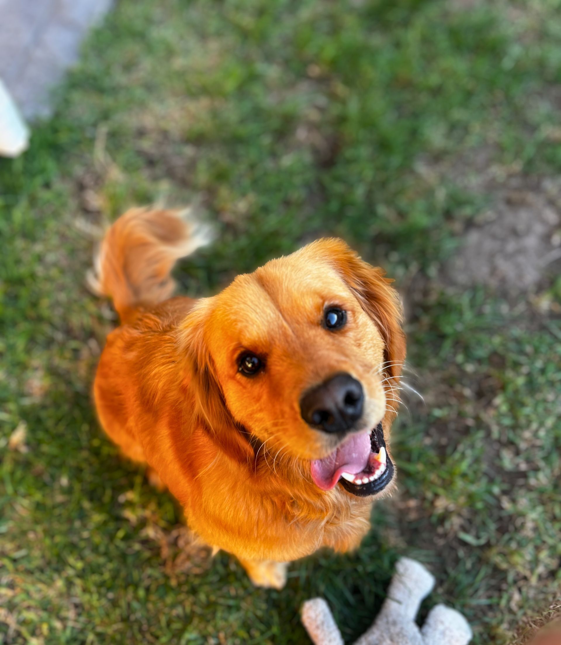 Golden retriever dog looking up, tongue out, in grass.