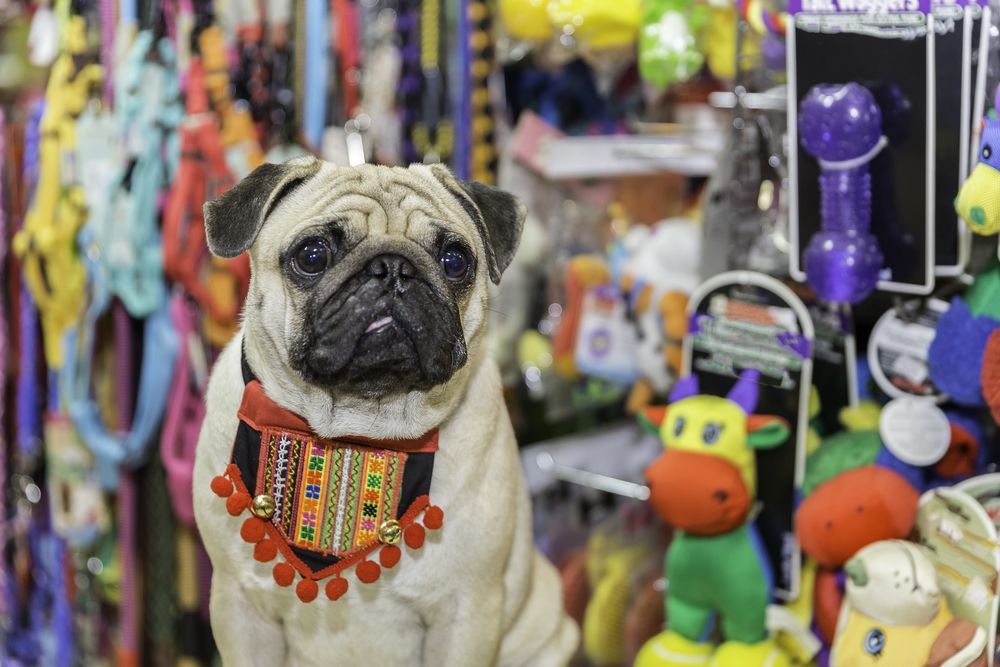 Pug Wearing Colourful Collar in Pet Store Surrounded by Toys and Leashes — Cinda’s Pet Services in Barnsley, NSW