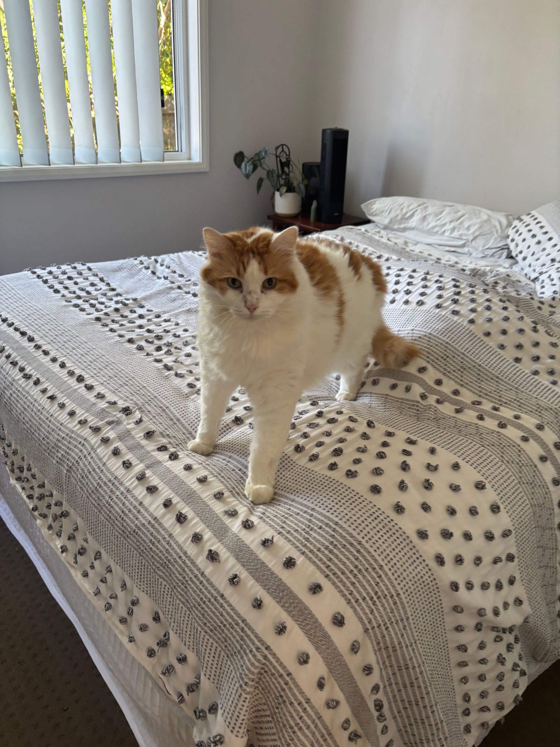 Orange and white cat standing on a bed with a patterned quilt.