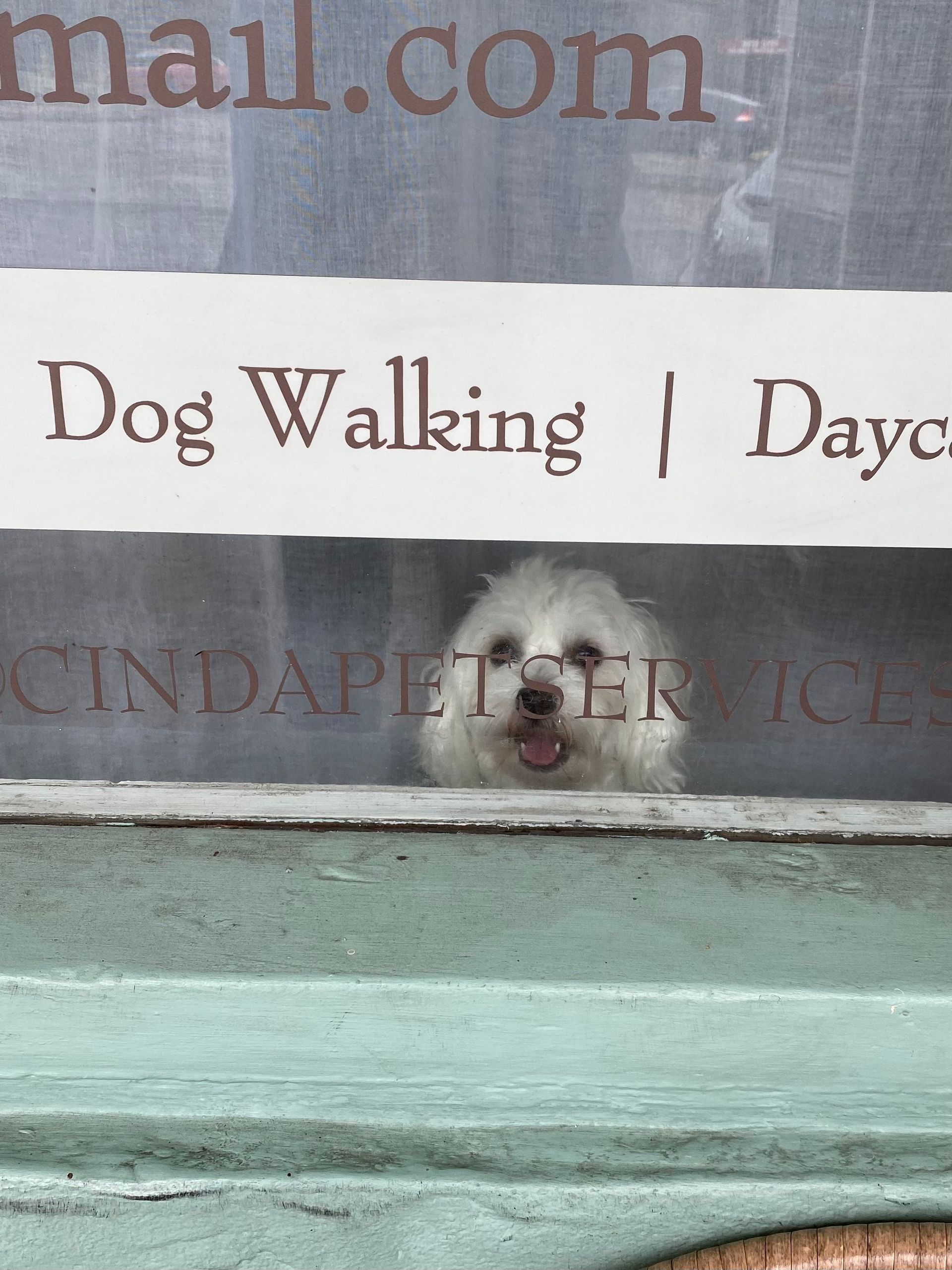 White dog peeking through a window. Sign above says "Dog Walking | Daycare."