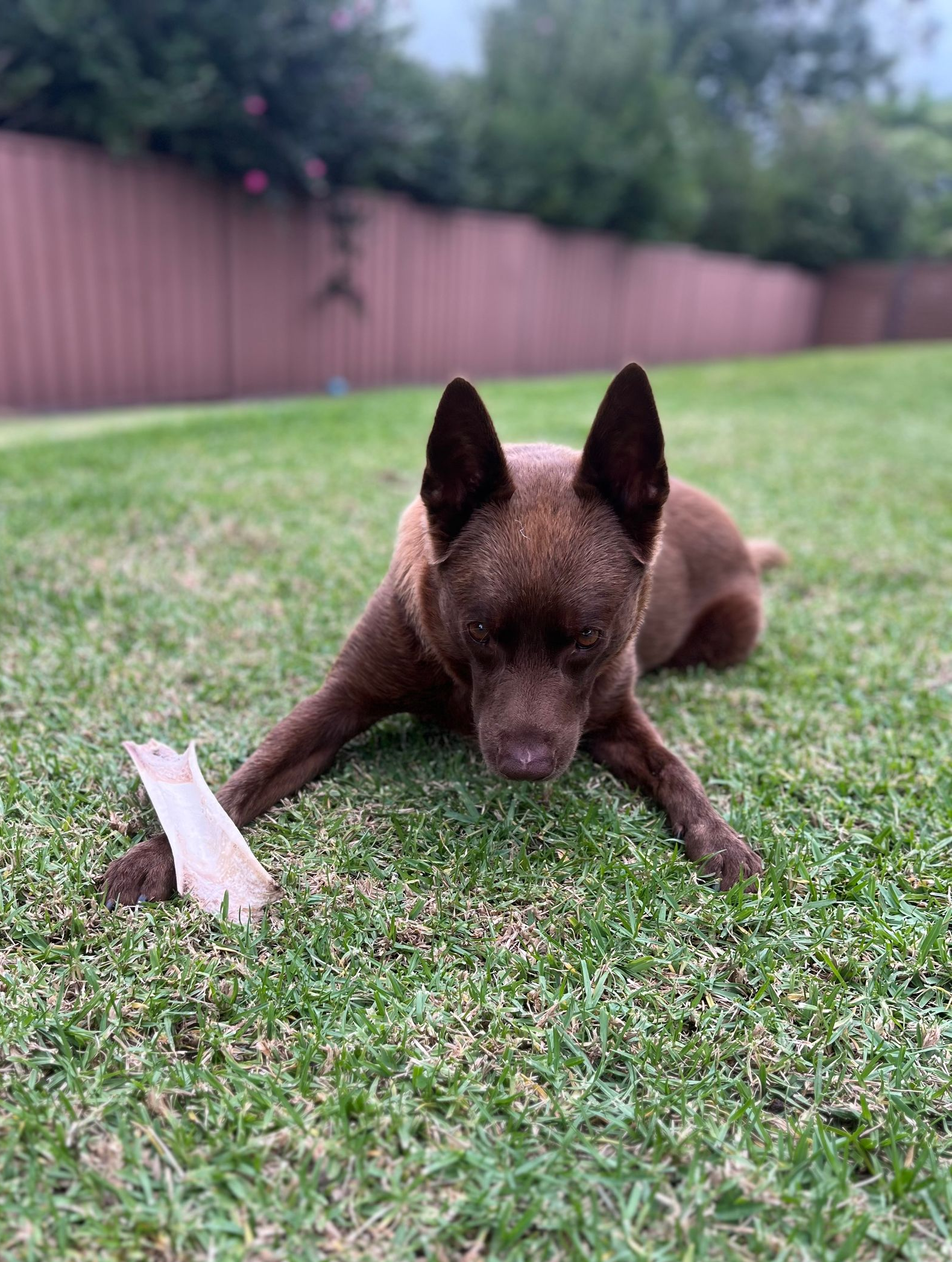 Brown dog laying on green grass, focused on a light-colored leaf.