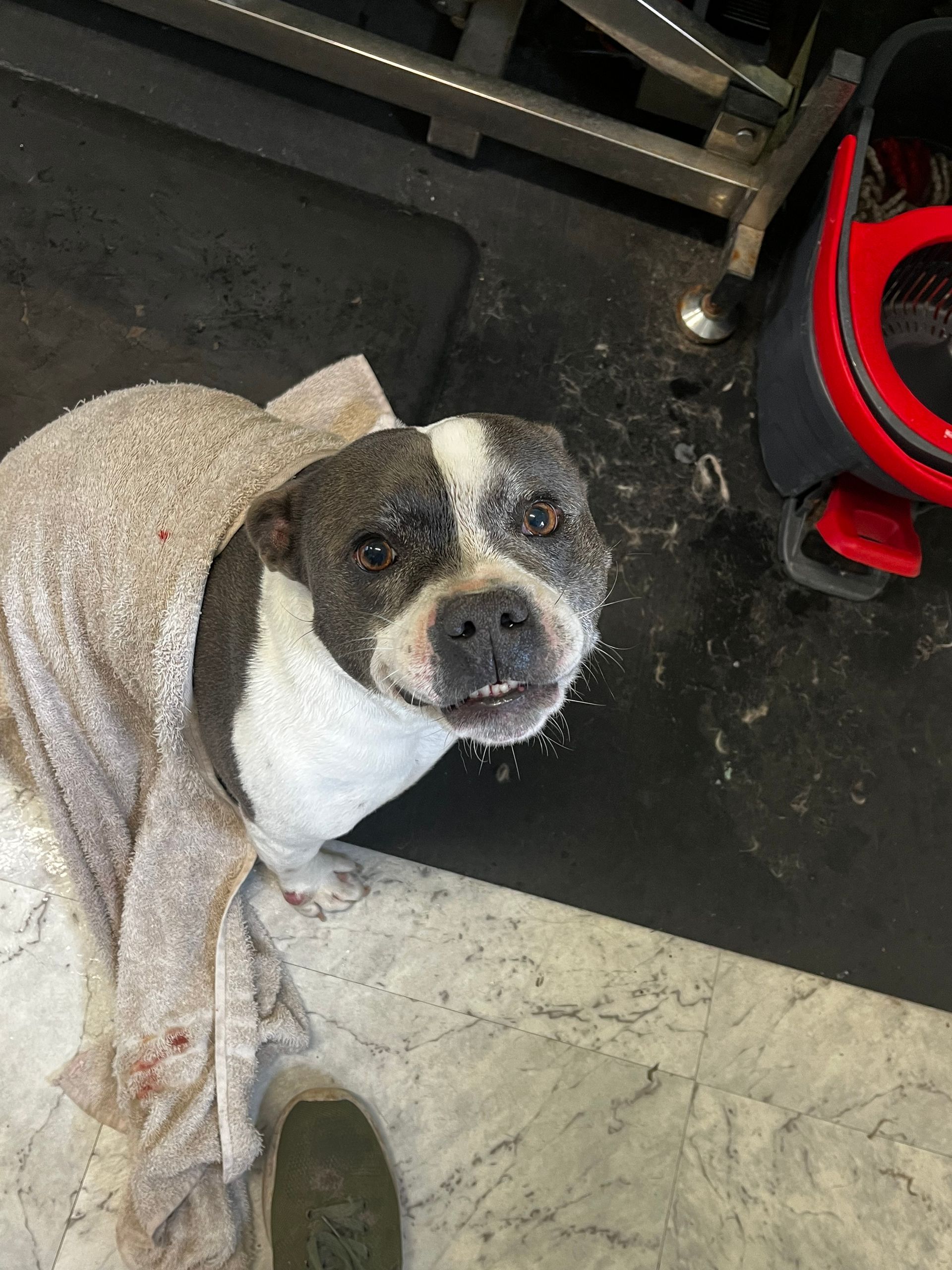 Gray and white dog, wrapped in a towel, looking up with a neutral expression.